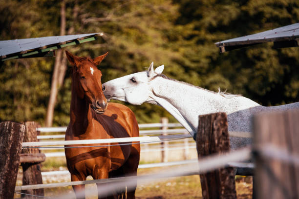 Brown and White Horses Playfully Interacting in an Enclosure