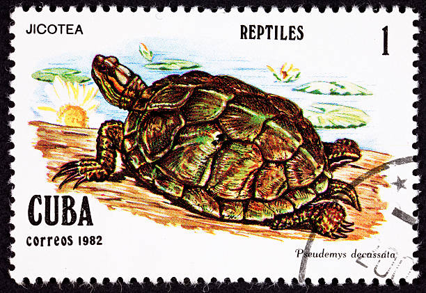 istock Postage Stamp, Turtle, Jicotea, North Antillean Slider, Trachemys Decussata, Pseudemys 149075893
