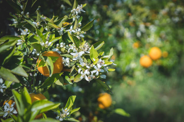 Closeup of orange blossoms on a tree with orange
