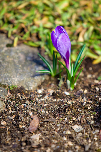 Nature background with yelow Narcissus stock photo