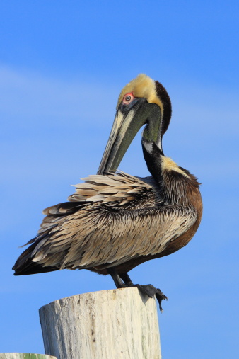 Closeup of colorful brown pelican preening itself perched atop a post with blue sky background.