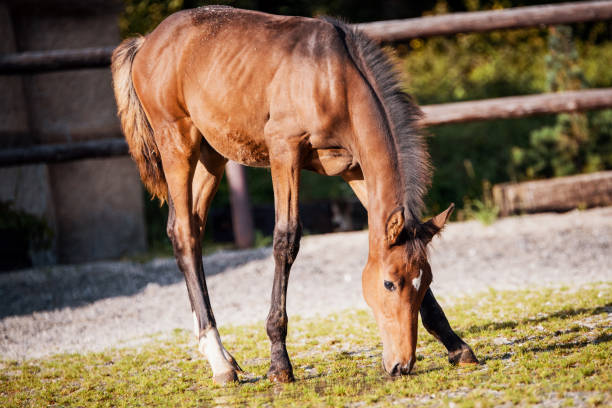 Brown Foal in the Equestrian Arena Enclosure
