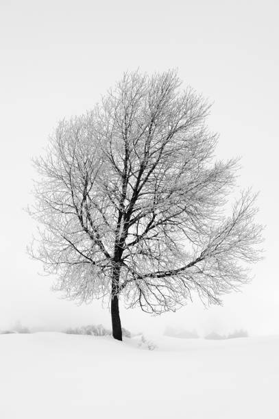 istock Tree in snow and fog 1490759762