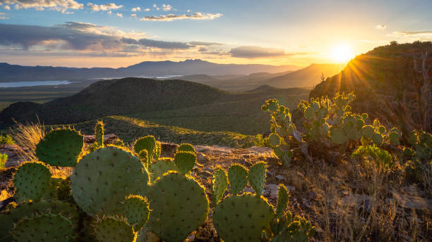 Sunset illuminates prickly pear cactus on a dramatic overlook above Roosevelt Lake with Four Peaks in the distance stock photo