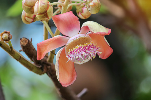Cannonball tree flower (Couroupita guianensis)