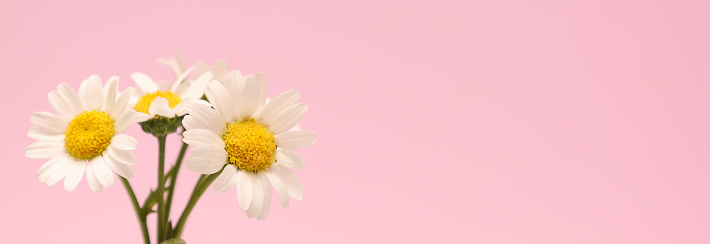 Clipped to banner size image of mini marguerite isolated on a pink background.