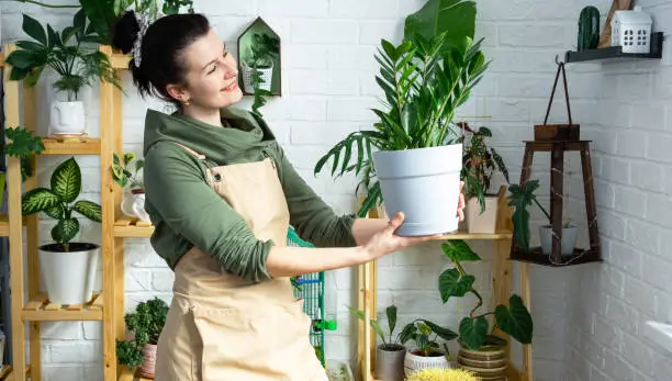 Photo of Unpretentious and popular Zamiokulkas in the hands of a woman in the interior of a green house with shelving collections of domestic plants. Home crop production, plant breeder admiring a cactus in a pot