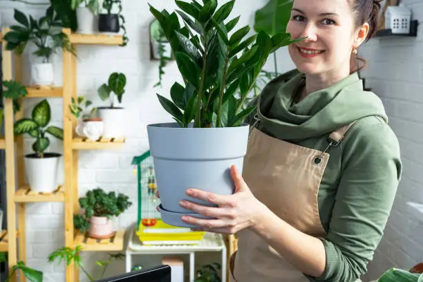 Photo of Unpretentious and popular Zamiokulkas in the hands of a woman in the interior of a green house with shelving collections of domestic plants. Home crop production, plant breeder admiring a cactus in a pot