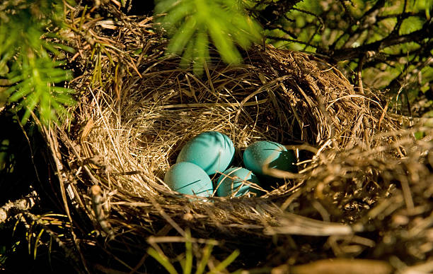 robin de huevos en un nido - wild abandon fotografías e imágenes de stock