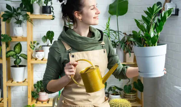 Photo of Unpretentious and popular Zamiokulkas in the hands of a woman in the interior of a green house with shelving collections of domestic plants. Home crop production, plant breeder admiring a cactus in a pot