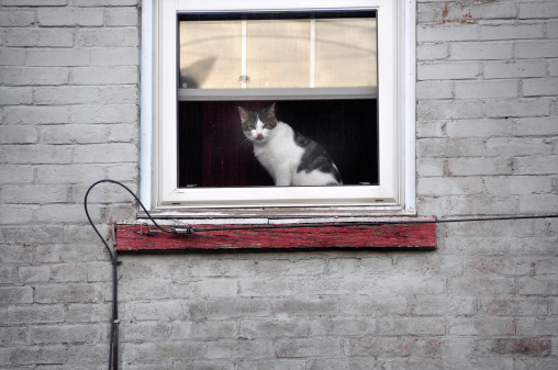 house cat sitting in window in urban setting