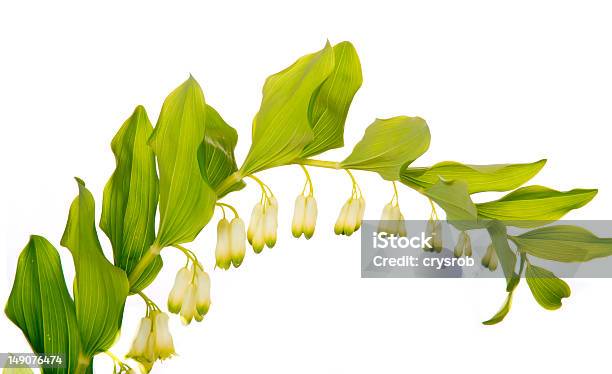 Arqueado Flores De Salomão De Selo - Fotografias de stock e mais imagens de Ao Ar Livre - Ao Ar Livre, Botânica - Ciência de plantas, Cabeça de Flor