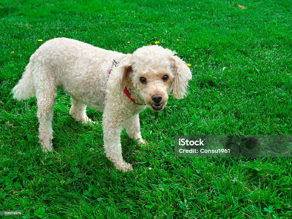 Cachorro - Foto de stock de Amistad libre de derechos