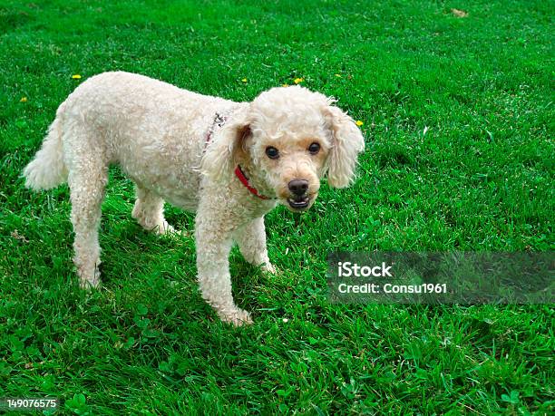 Cachorro Foto de stock y más banco de imágenes de Amistad - Amistad, Animal, Animales mimados