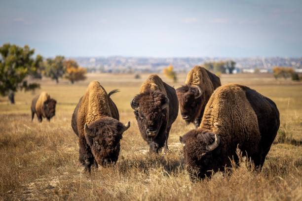 istock several bison standing in a grassy field next to trees to their backs 1490765797
