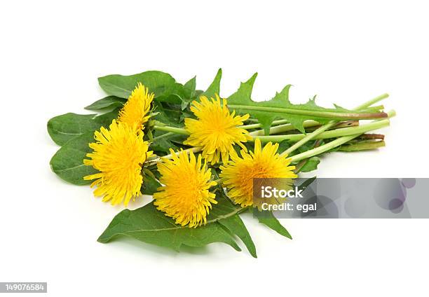 Wilting Yellow Dandelions With Green Leaves Stock Photo - Download Image Now - Dandelion, White Background, Alternative Medicine