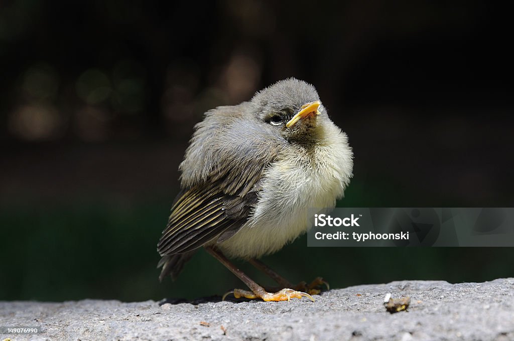 Spatz - Lizenzfrei Einsamkeit Stock-Foto