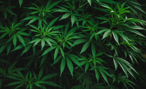 istock marijuana plant green leaves 1490770050