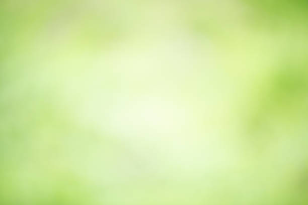 Defocused green natural background. Abstract background defocus light blurred green leaves. stock photo