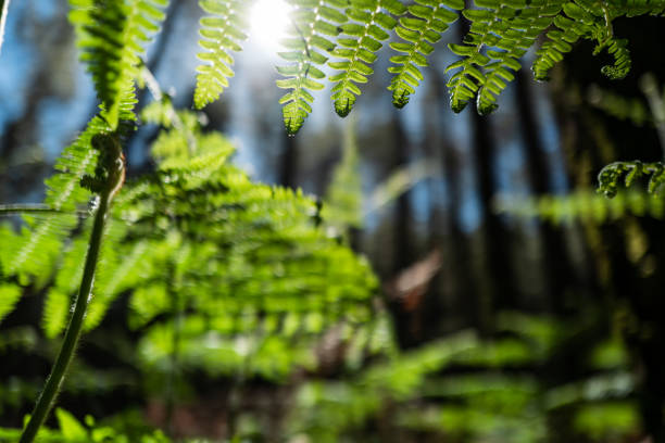 Unfurling silver fern frond. Iconic New Zealand Koru