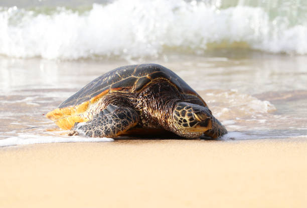 Green Sea Turtle  Coming Ashore on sandy beach.  Maui, Hawaii.  Front Head photo stock photo