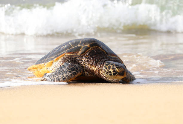 Green Sea Turtle  Coming Ashore on sandy beach.  Maui, Hawaii.  Front Head photo - fotografia de stock