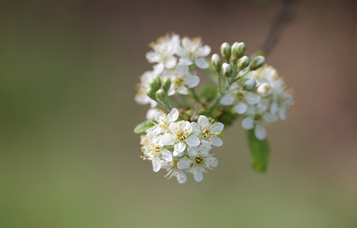 Small white flowers and buds develop in mid-springtime in southwestern British Columbia.