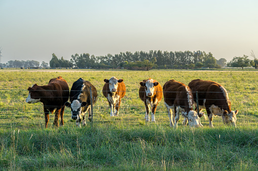 Six Polled Hereford cows grazing in a green field behind a fence