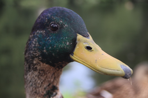 Landscape photo of a male duck with a blurred background. The picture includes the head and neck of the duck. A blurred river is in the background.