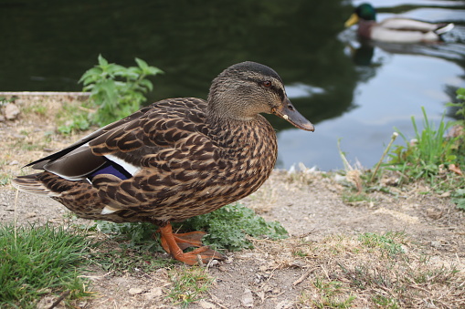 A female mallard duck by a river's edge. The background is slightly blurred and includes a second, male duck.