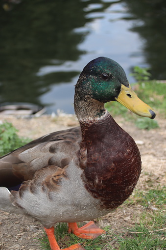 A portrait image of a male mallard duck on the edge of a river. The background is slightly blurred. Cambridgeshire, UK.