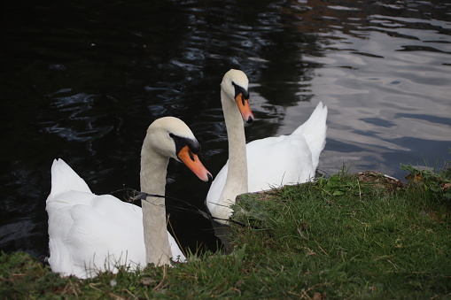 A pair of swans at the edge of a river. Riverbank is covered in grass and man-made metal barriers separate the ground from the river.