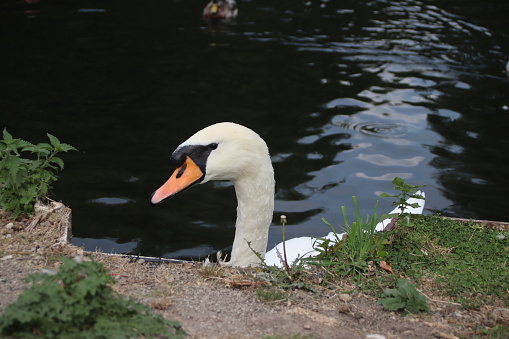 A mute swan by the edge of a river, only the head and neck of the swan is visible. The river is separated from the land by a man-made metal barrier. The far background is somewhat blurred and a male mallard duck can be seen in the background.
