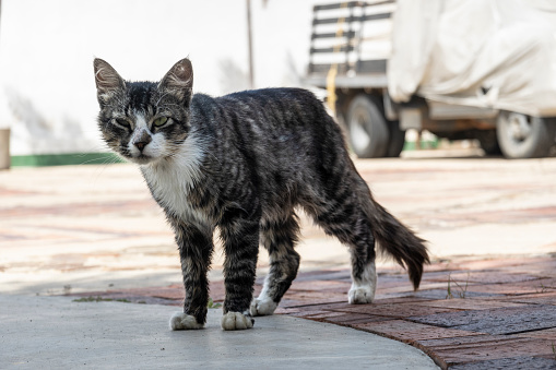Stray cat in the street, Carora, Lara State, Venezuela