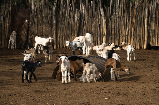 Young goats in a corral, Carora, Lara State, Venezuela