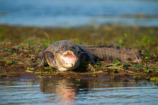 Cocodrilo de pantano junto a cigüeñuela de cuello negro en laguna del carpintero en Tampico tamaulipas, ave y reptil conviviendo, laguna de fondo