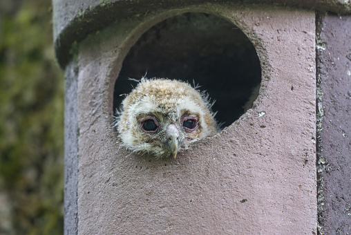 Cute tawny owl (Strix aluco) chick looking out of the nesting box.