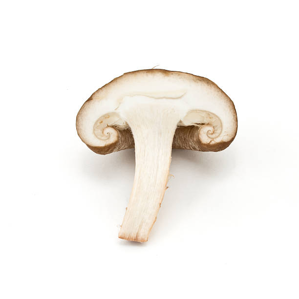 Shitake Mushroom stock photo