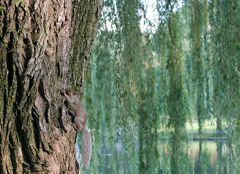 Cute squirrel climbing a tree trunk. Park in Boston
