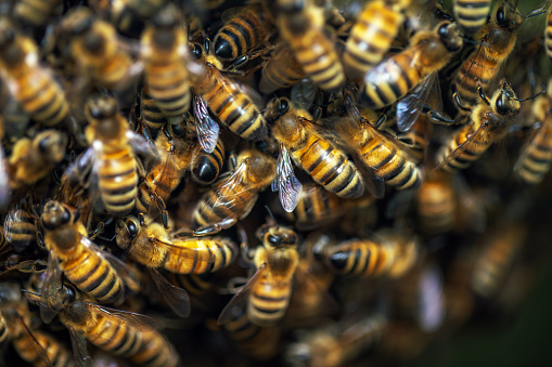 bee close-up on a dark background