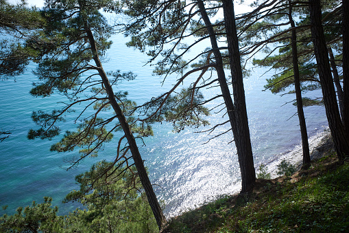 Pine-trees trunks on the slope above the blue sea water, back light, Mediterranean Sea