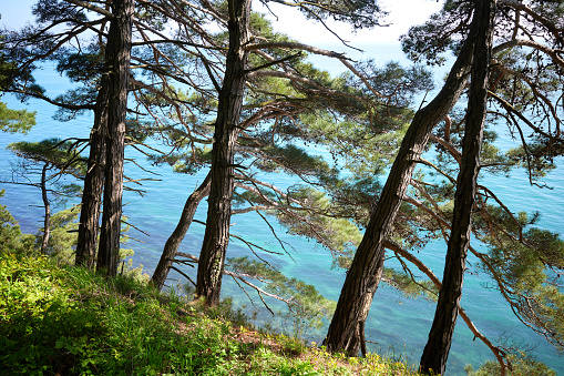 Pine-trees trunks on the slope above the blue sea water, Mediterranean Sea