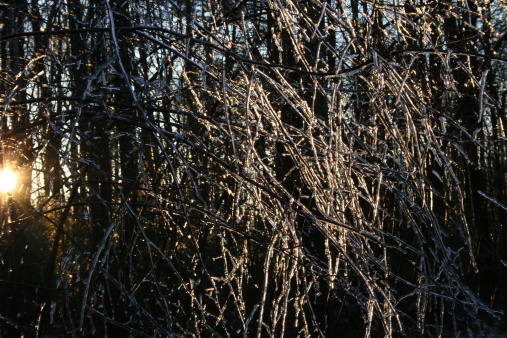 After the December 2008 Ice Storm in New Hampshire, ice covered everything. Trees bent under the weight of the ice clinging to the limbs. Here, the sun shines through a tangle of iced branches.