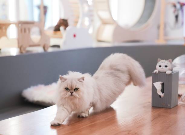 istock Adorable fluffy white cat stretching on a table of a cat cafe 1490776793