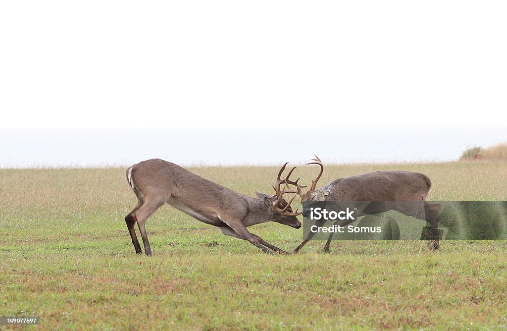 Whitetail Deer kämpfen - Lizenzfrei Bedeckter Himmel Stock-Foto