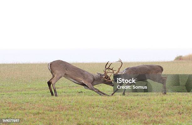 Whitetail Deer Kämpfen Stockfoto und mehr Bilder von Bedeckter Himmel - Bedeckter Himmel, Braun, Brunst