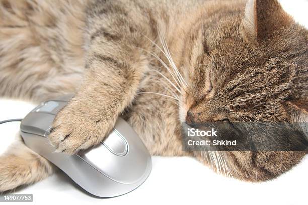 Cat With The Computer Mouse Stock Photo - Download Image Now - Animal, Computer, Computer Mouse