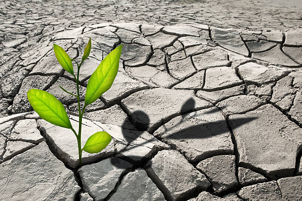 istock Green plant poking through cracked, rocky terrain  149077848