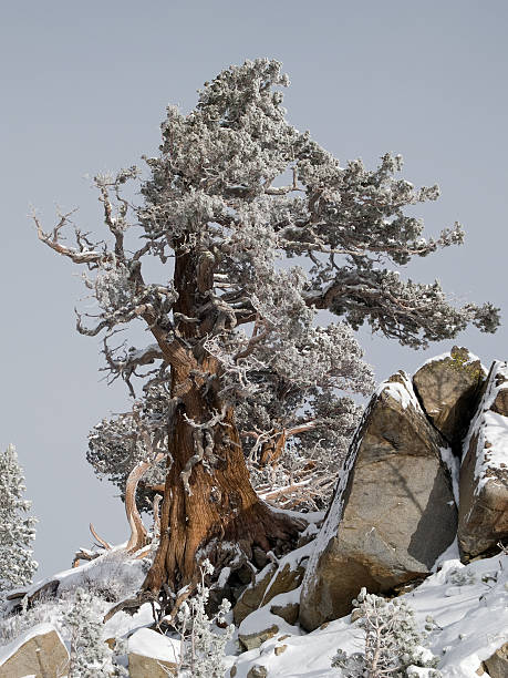 Sierra Juniper tree in winter snow stock photo
