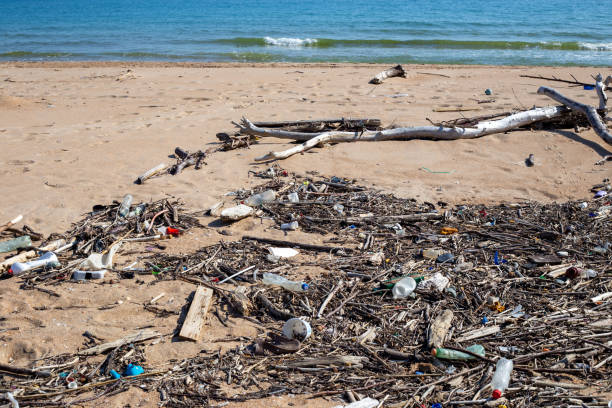 istock garbage beach. Sticks, branches and plastic bottles lie on the sand on the seashore 1490778693
